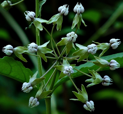 {Asclepias exaltata}